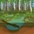 Swamp biotope with pond and birch Royalty Free Stock Photo